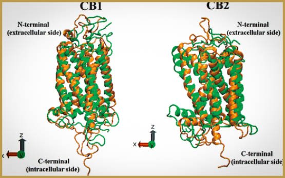 The Structure Of The First Cannabinoid Receptor Revealed