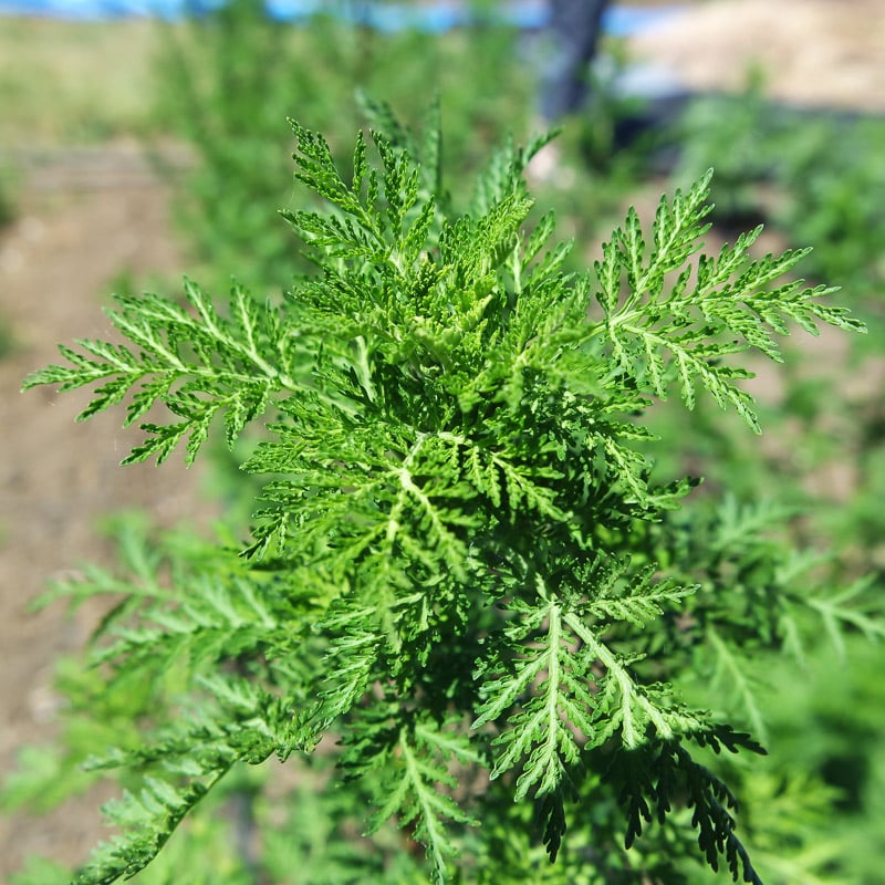 Artemisia.jpg